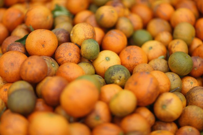 Citrus Greening Diseases Threatens Florida's Orange Industry