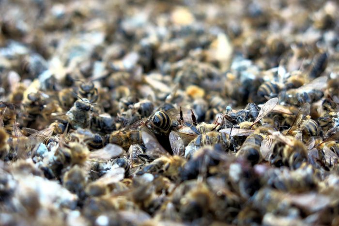 Dead bees in a hive that hasn't made it through winter