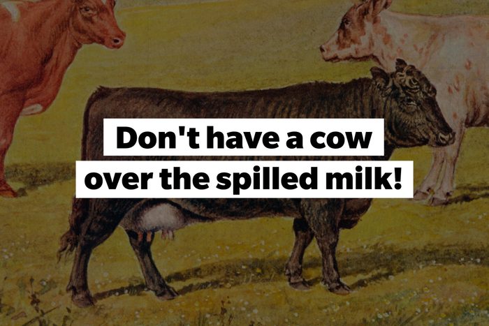 slang words have a cow