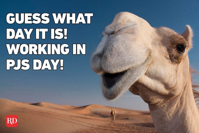 Meme text over image of a camel