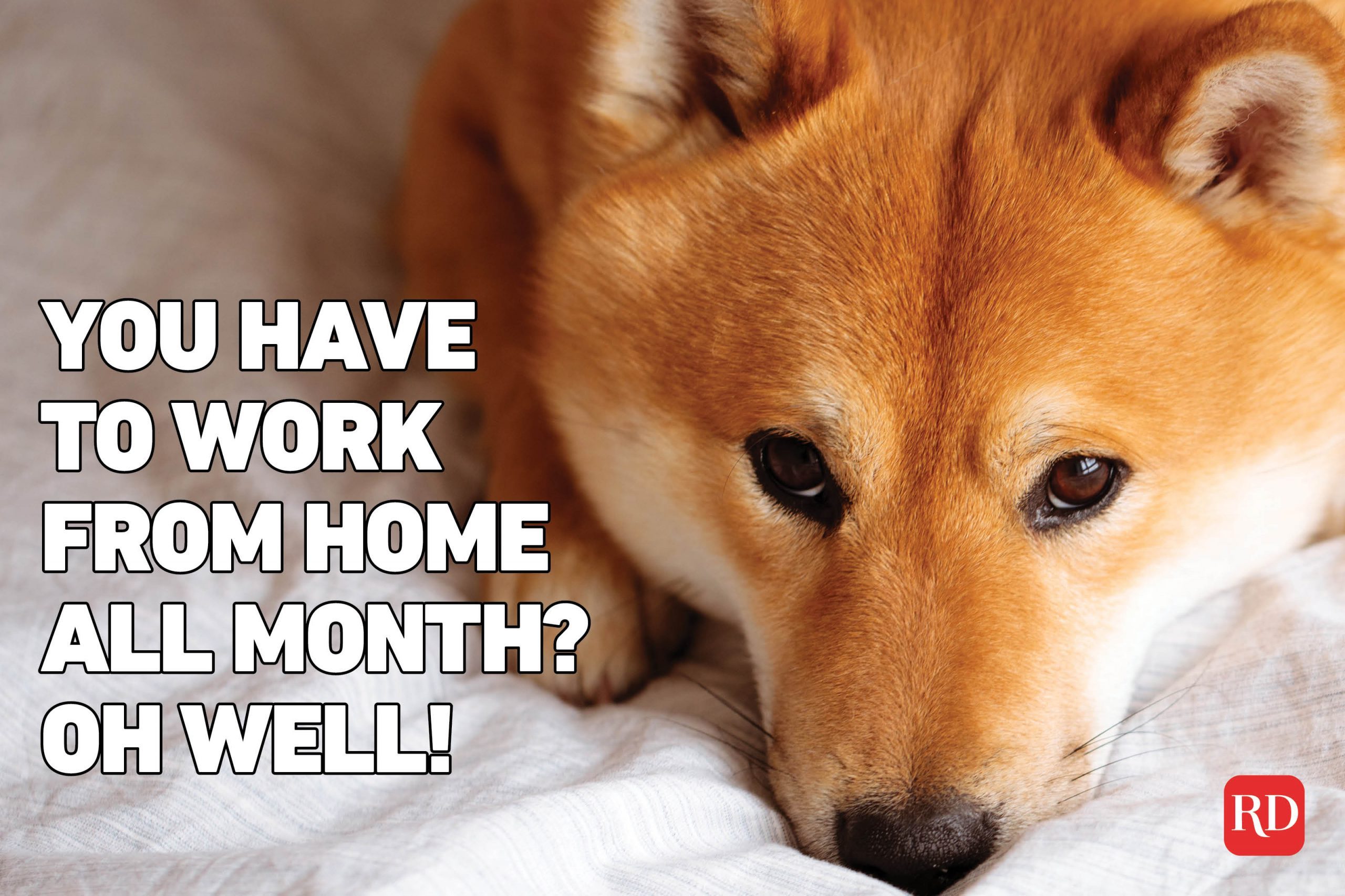 Meme text over image of a cute orange dog looking sad