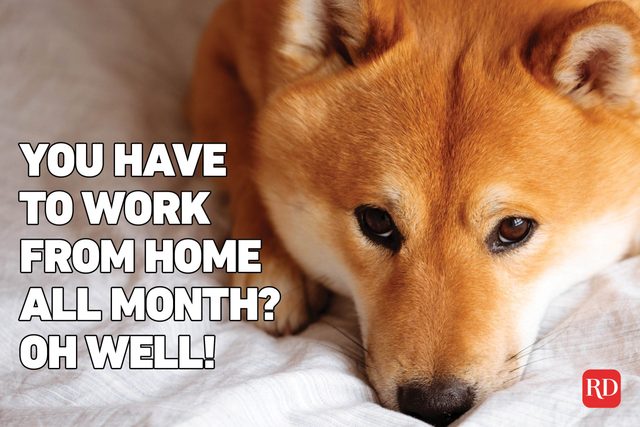 Meme text over image of a cute orange dog looking sad