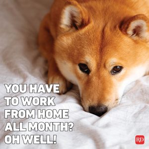 Meme text over orange dog on the floor looking sad