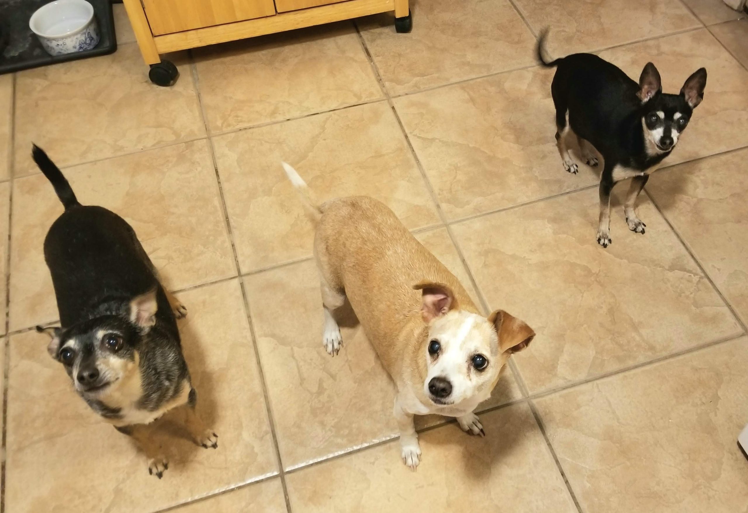 My Dogs Wouldn’t Stop Barking—Until a Neighbour Placed This Device on My Doorstep