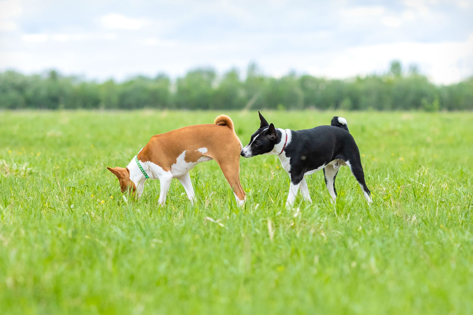 Why Do Dogs Sniff Butts? Pet Experts Explain This Bizarre Canine Behavior