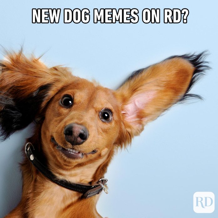 Dogmeme16