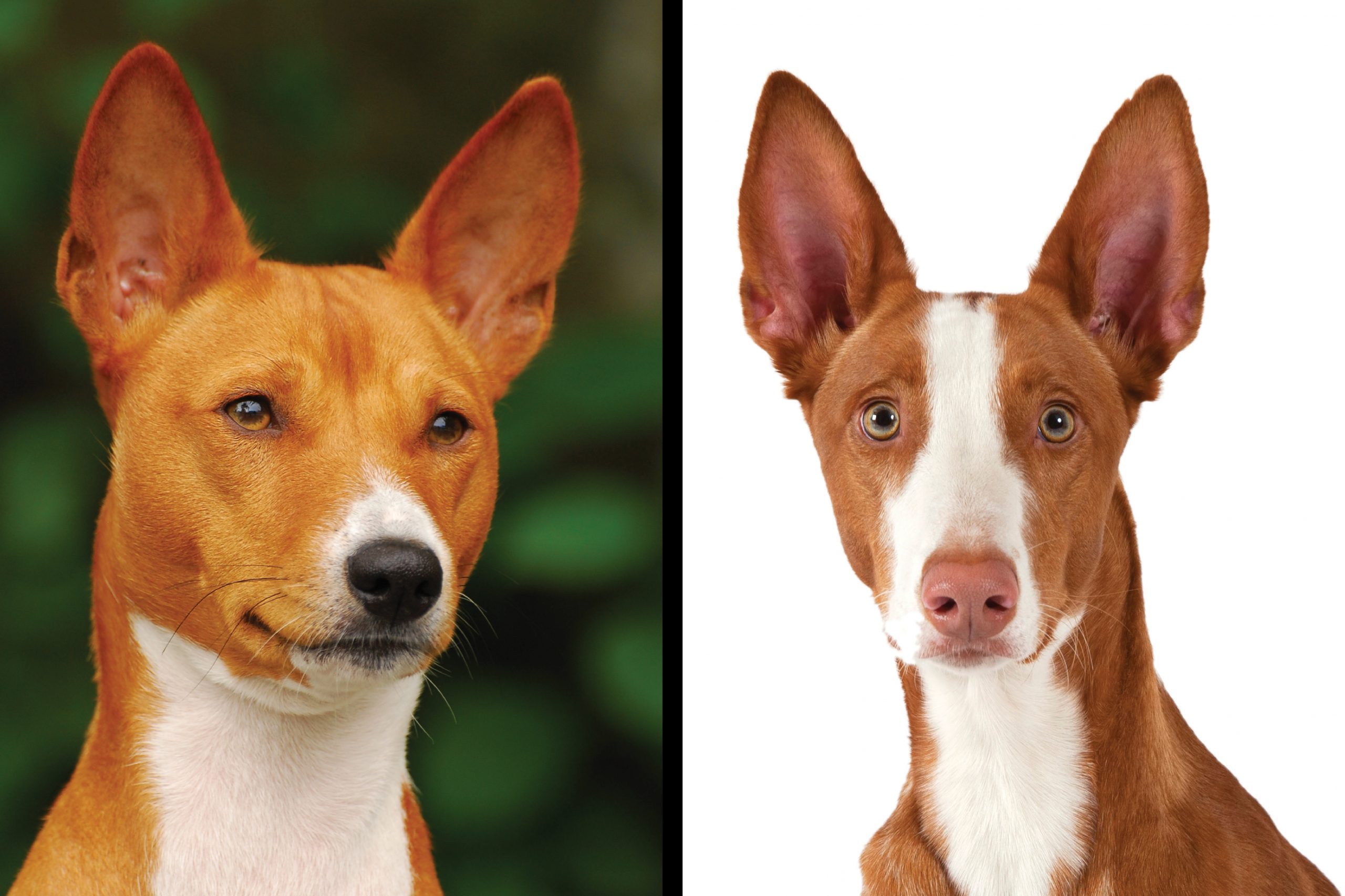 Basenji vs. Ibizan hound