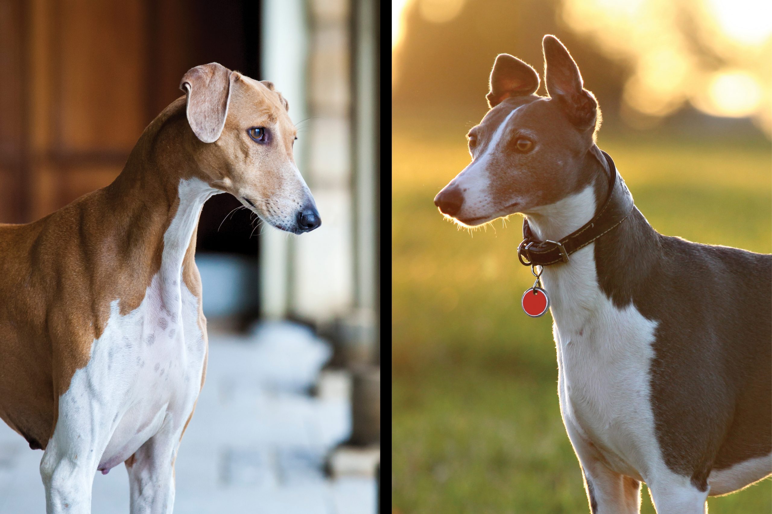 Azawakh vs. greyhound