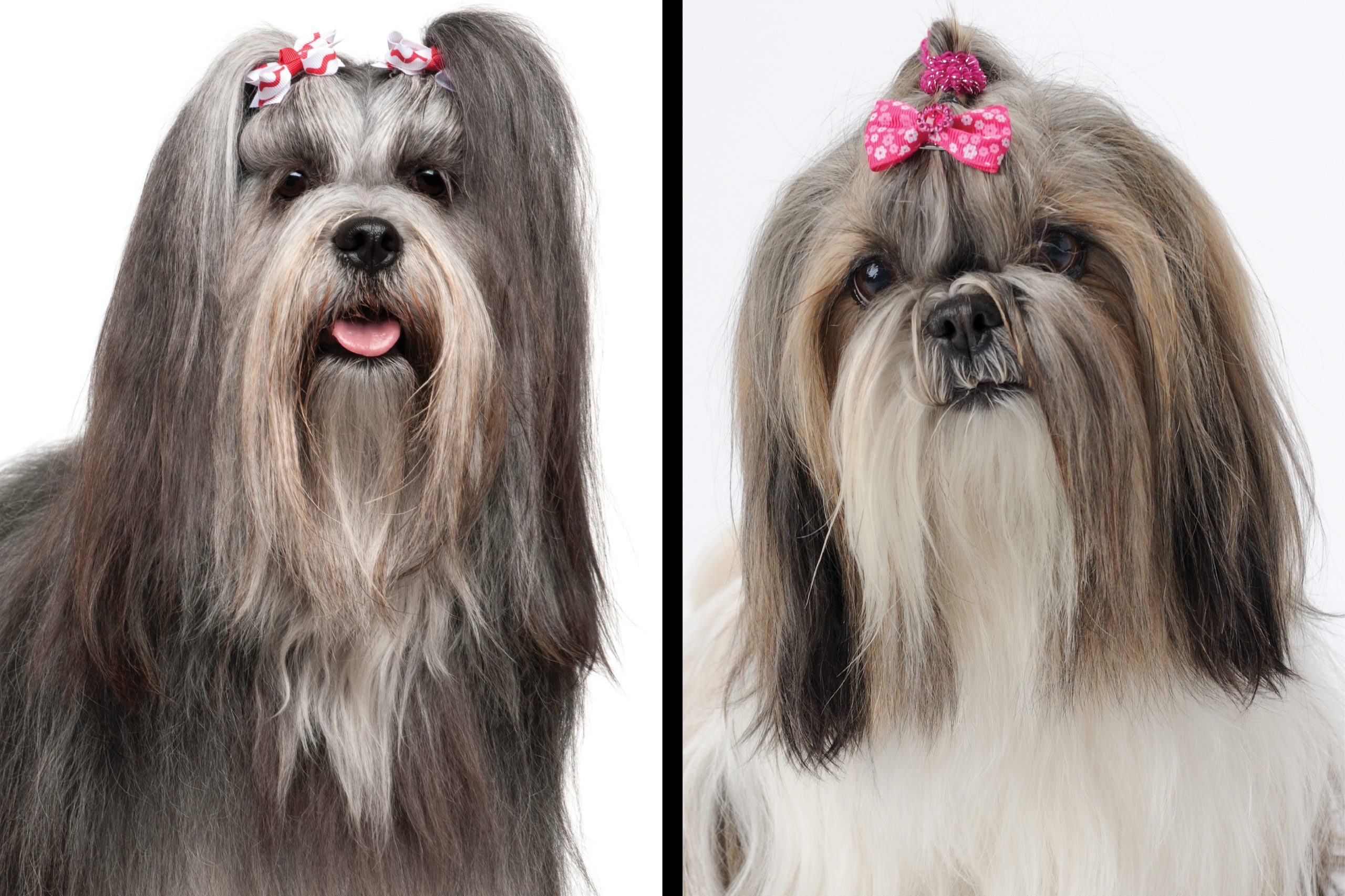 Lhasa Apso vs. Shih Tzu
