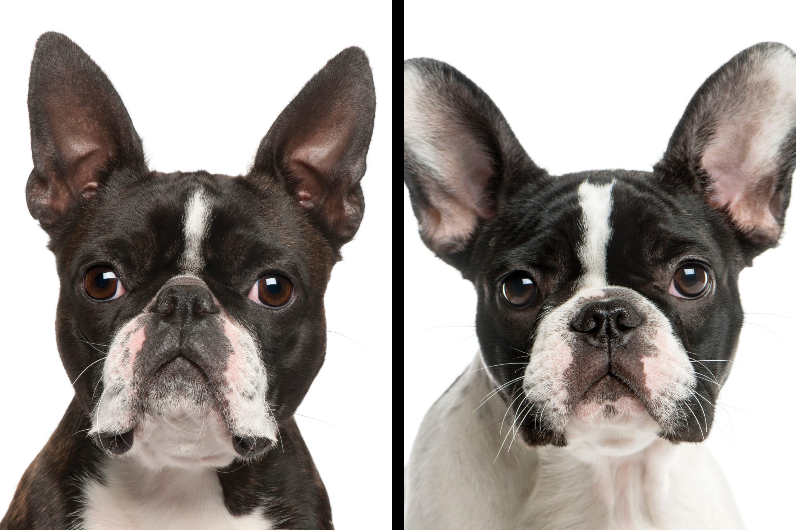 Boston terrier vs. French bulldog