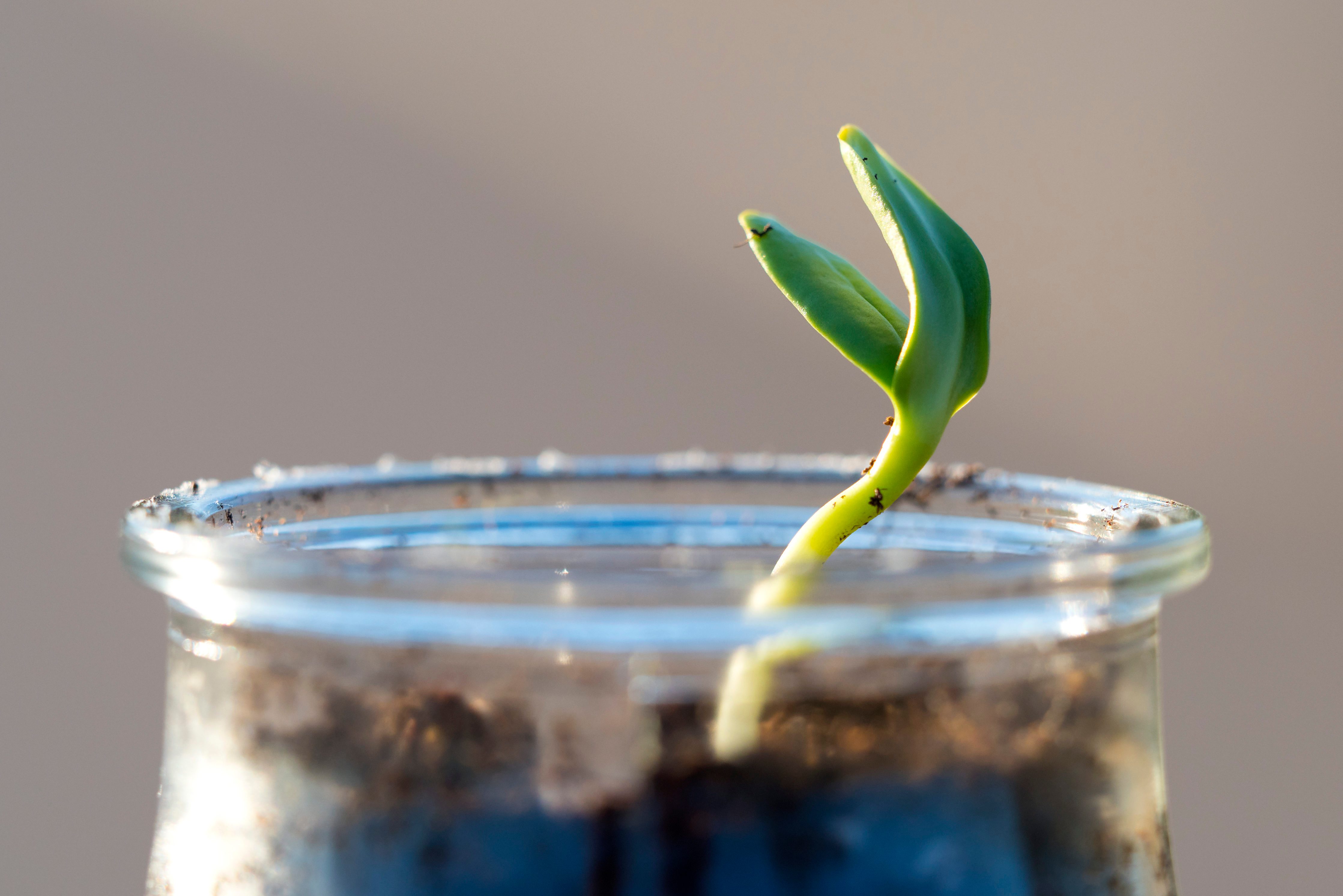 Jar of recycled crystal used as flower pot with a small plant growing in his interior, (sunflower).