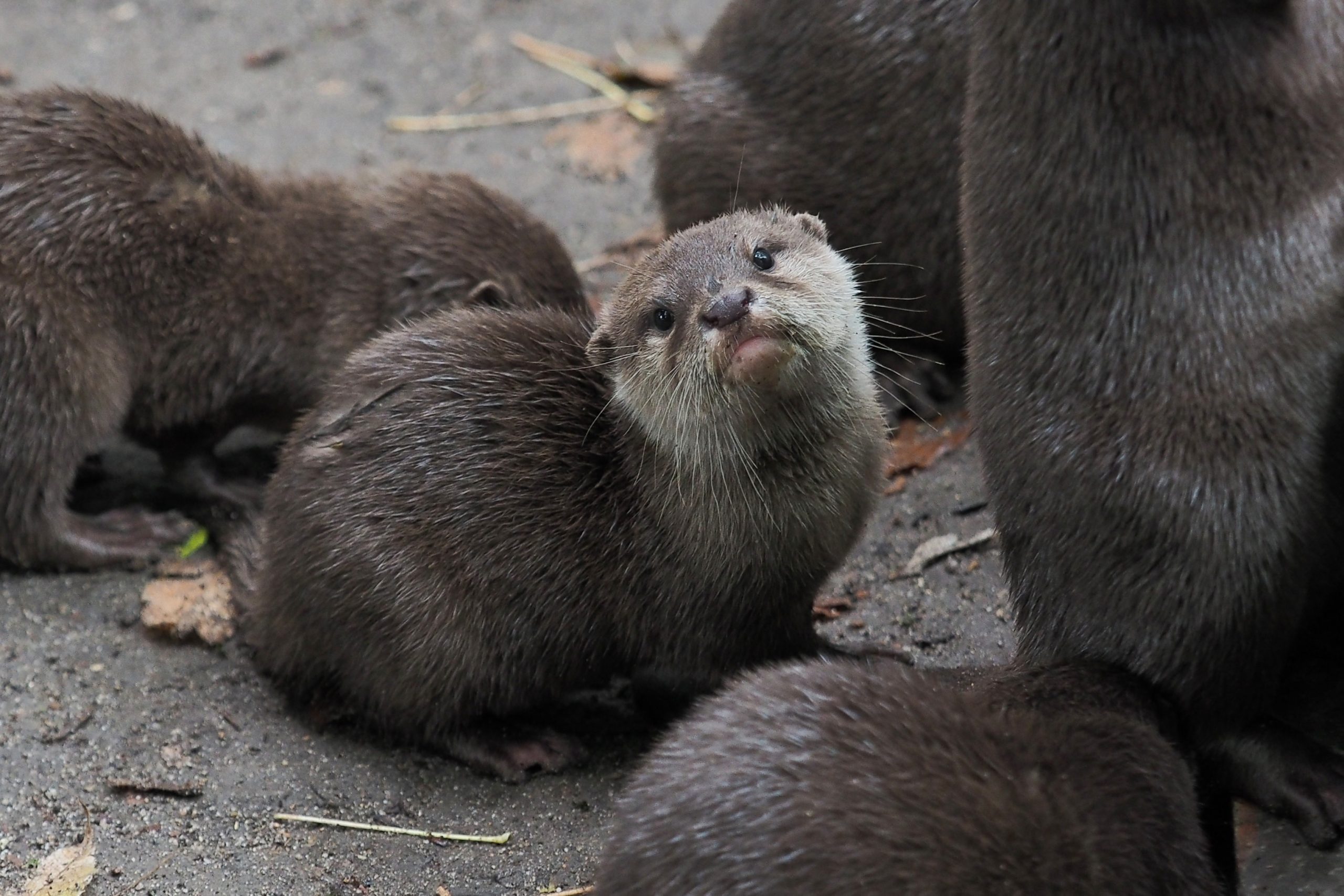 FRANCE-ANIMAL-NATURE-TOURISM