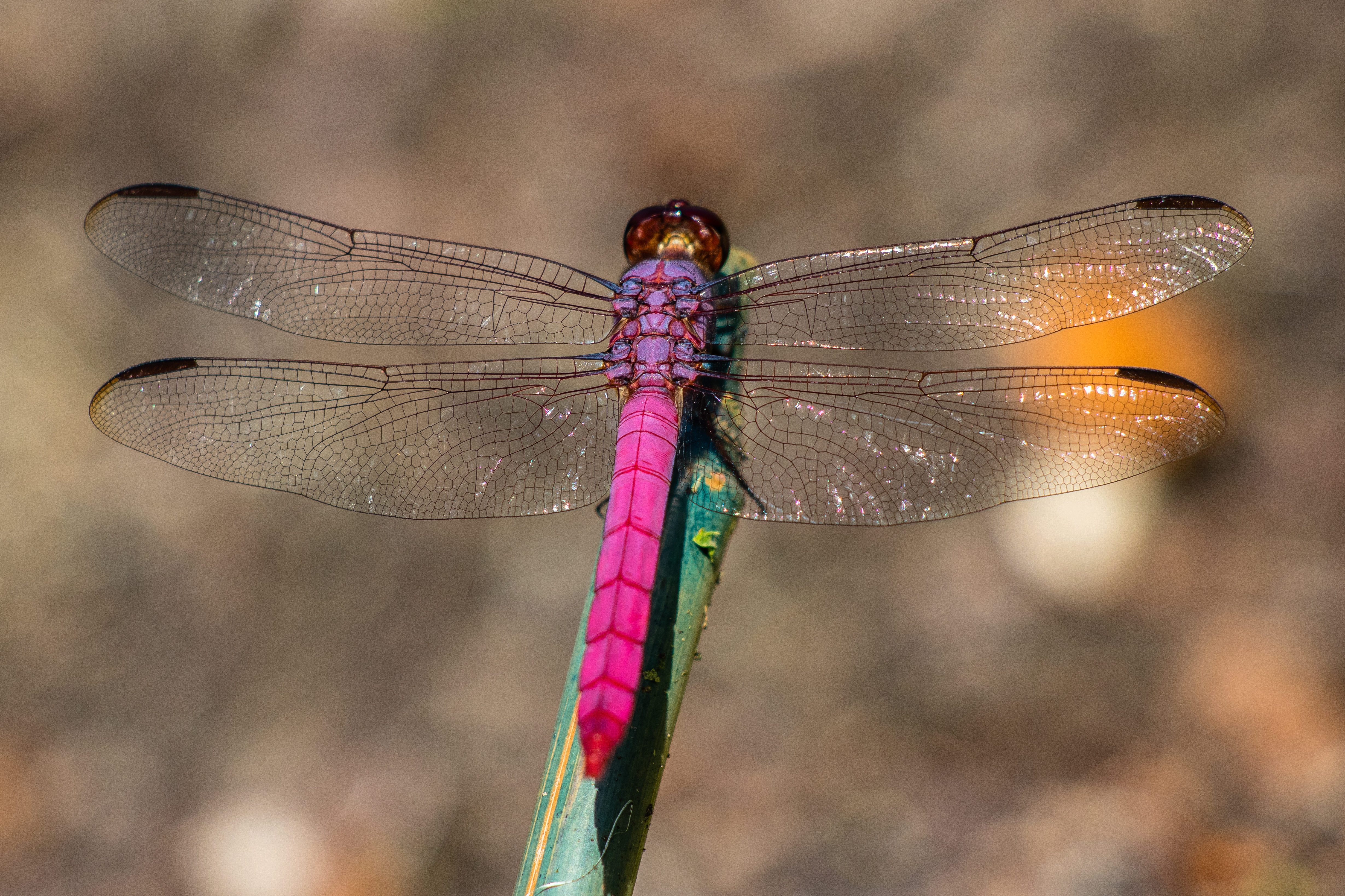 Roseate Skimmer Dragonfly