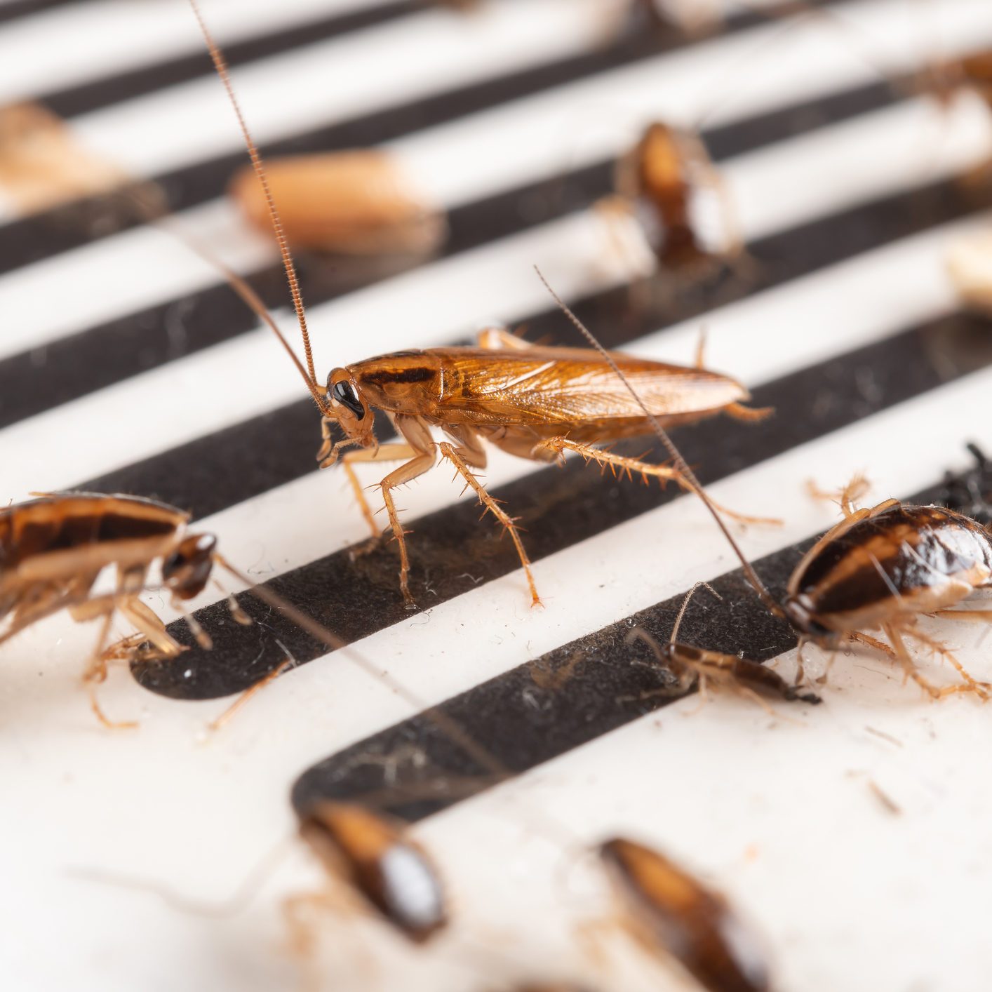 lots of cockroaches have been caught by the sticker or catcher