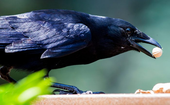 Close-Up Of Bird Perching On Retaining Wall