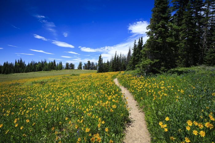 Wildflower Path at Cedar Breaks