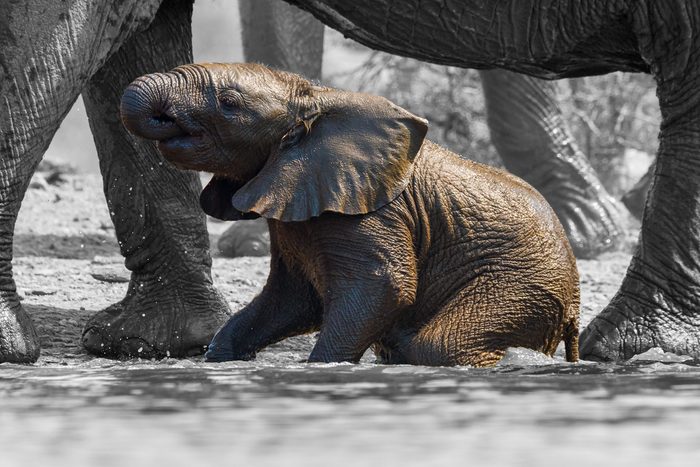 Baby Elephants Always Stick Out