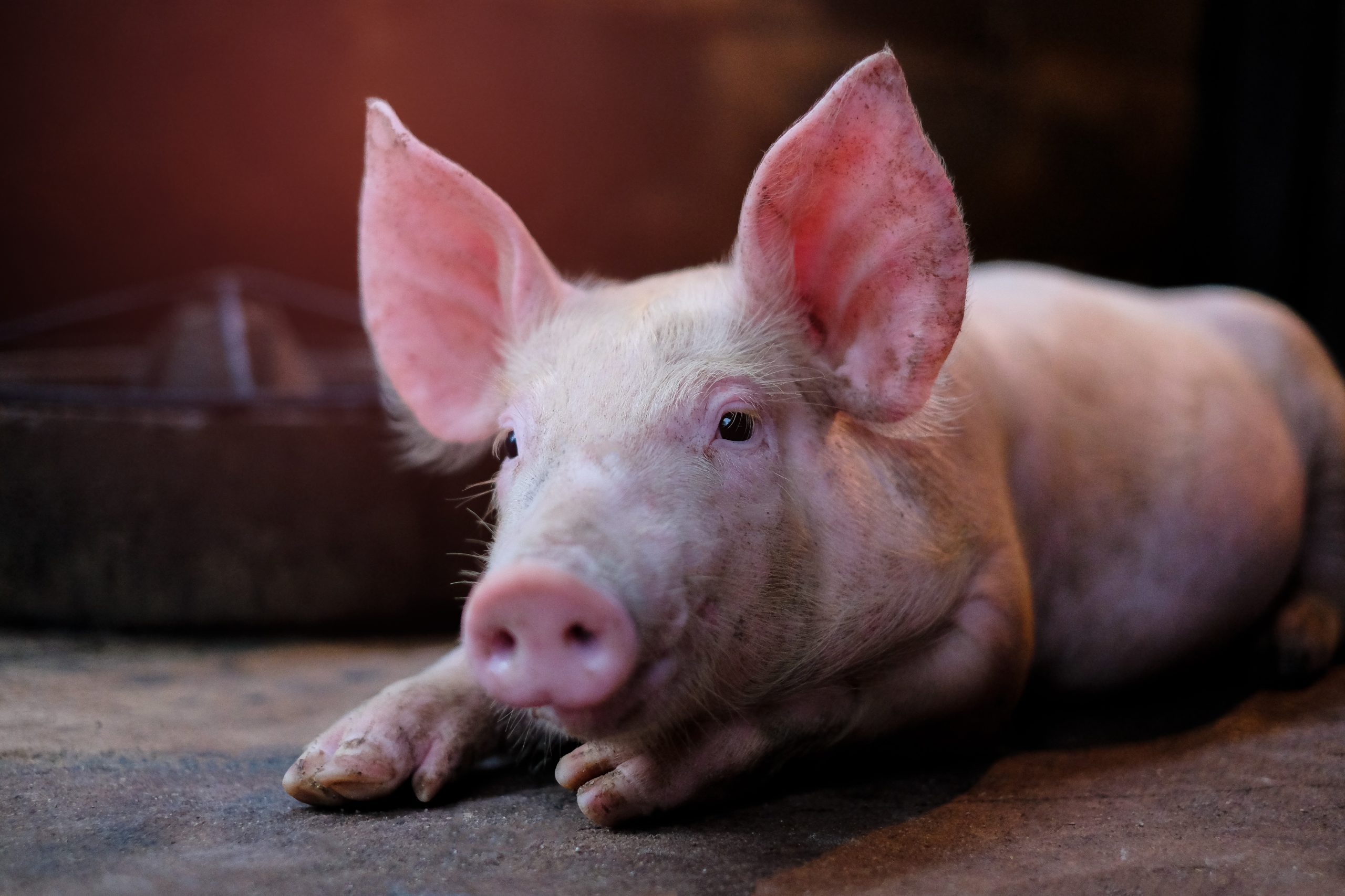 Close-Up Of Piglet