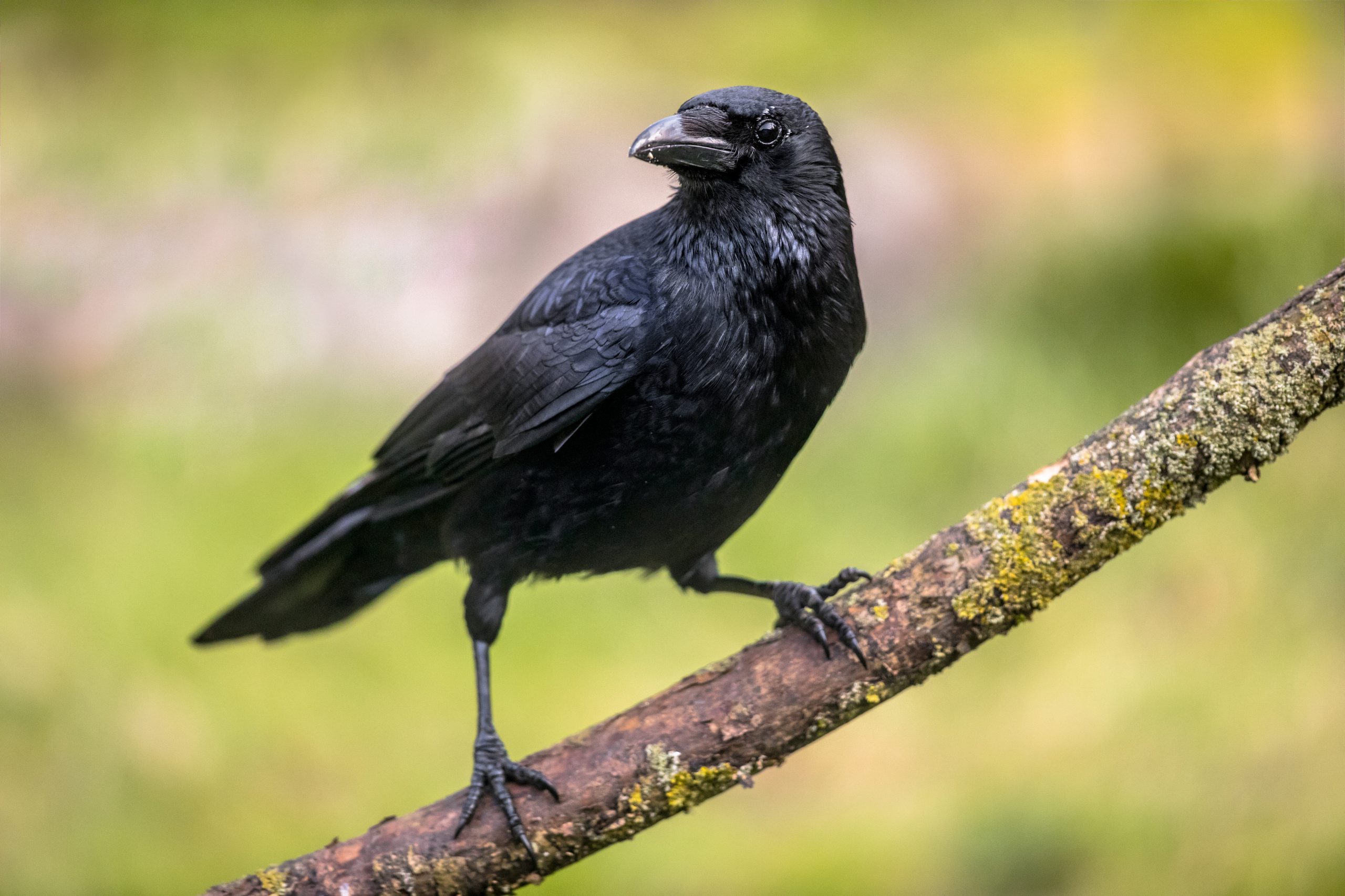 Carrion crow on branch