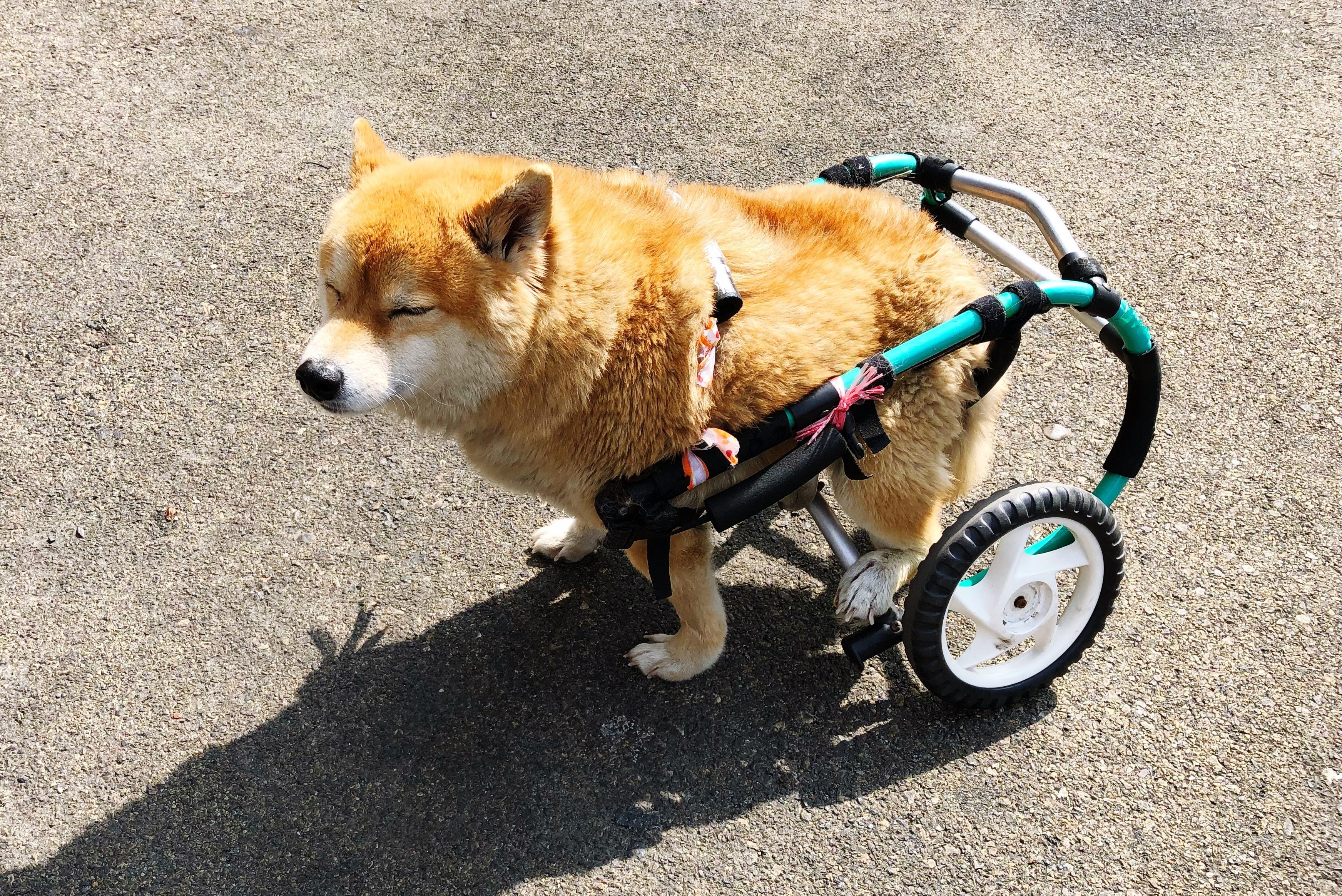 High Angle View Of Dog With Wheelchair On Road