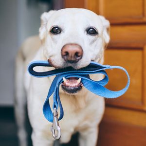 Dog waiting for walk