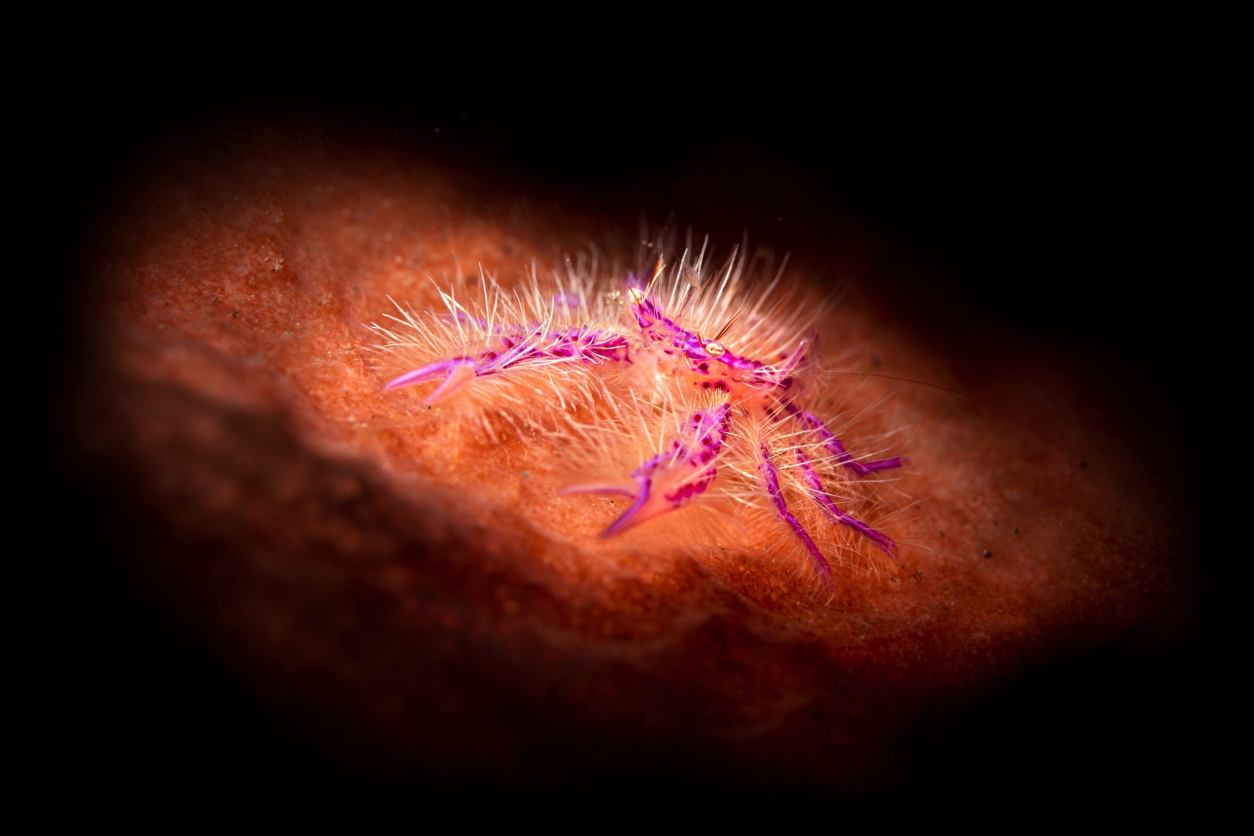 Hairy squat lobster on pink sponge