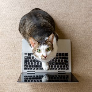 Cat playing with a laptop