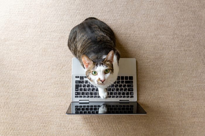 Cat playing with a laptop