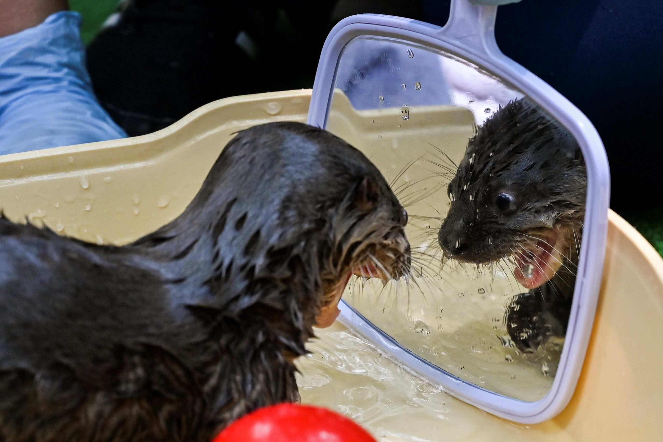 TOPSHOT-COLOMBIA-ANIMALS-OTTER