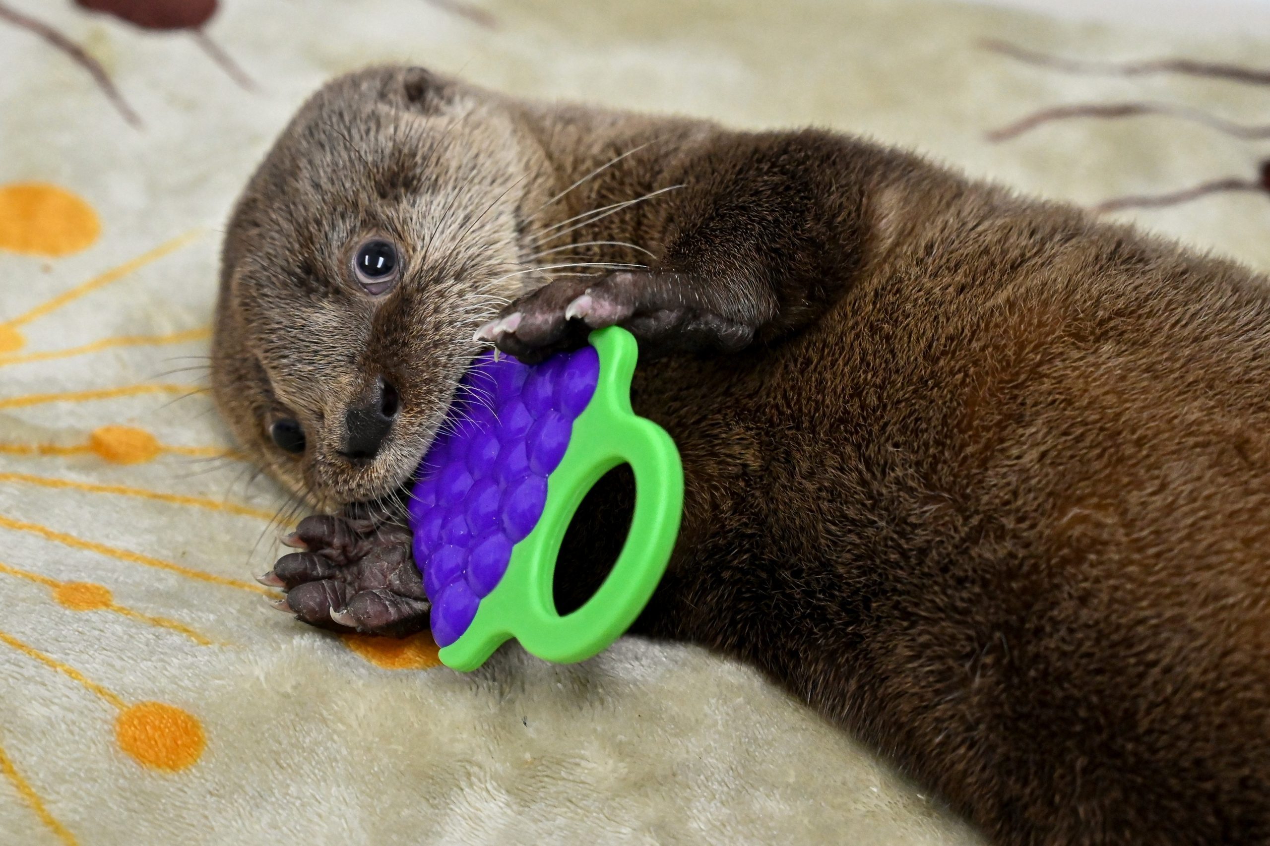 COLOMBIA-ANIMALS-OTTER