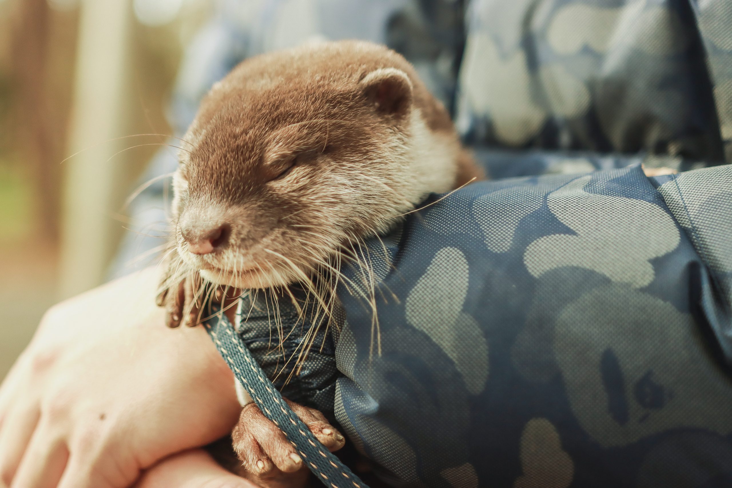 Baby Otter for Pet