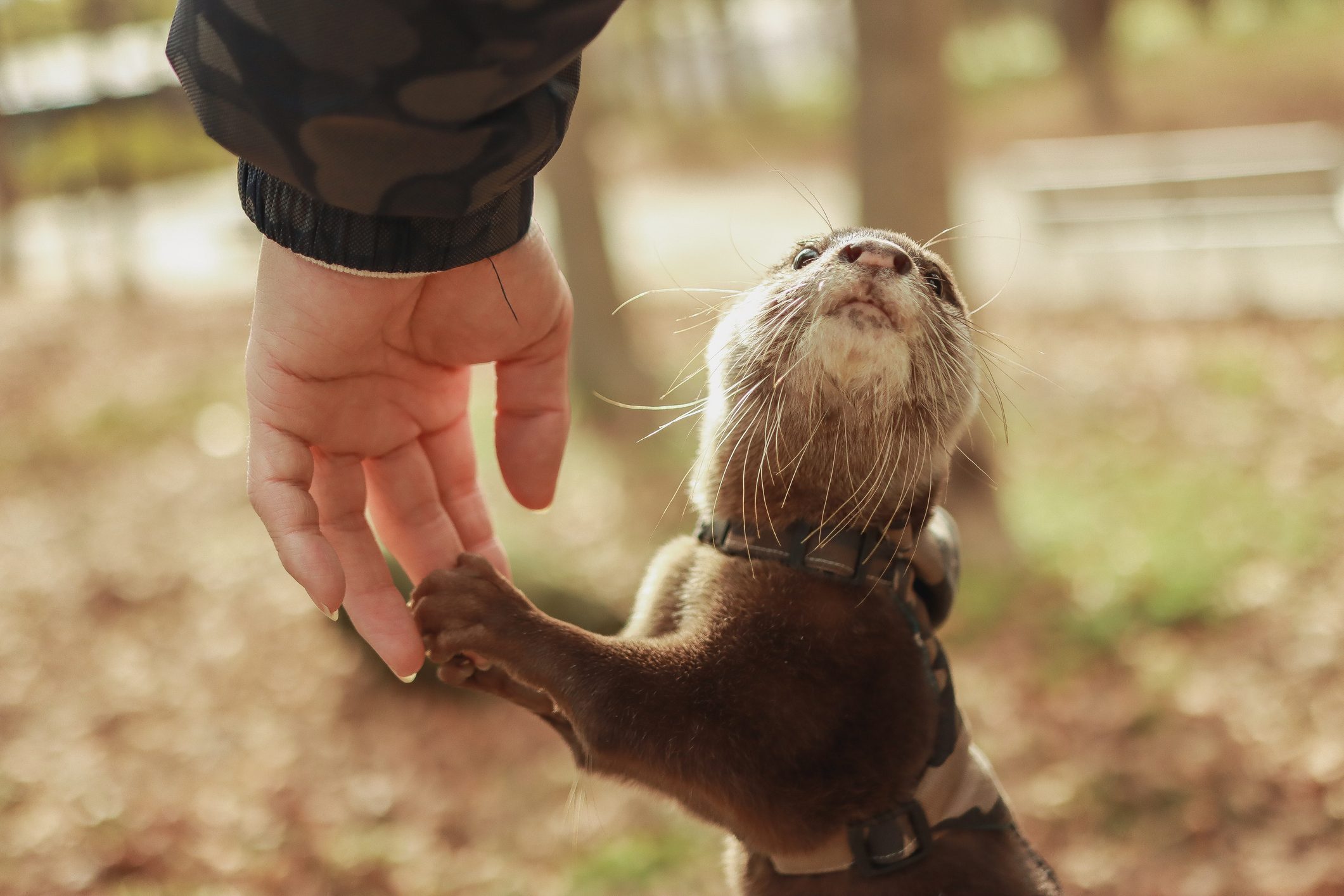 Baby Otter for Pet