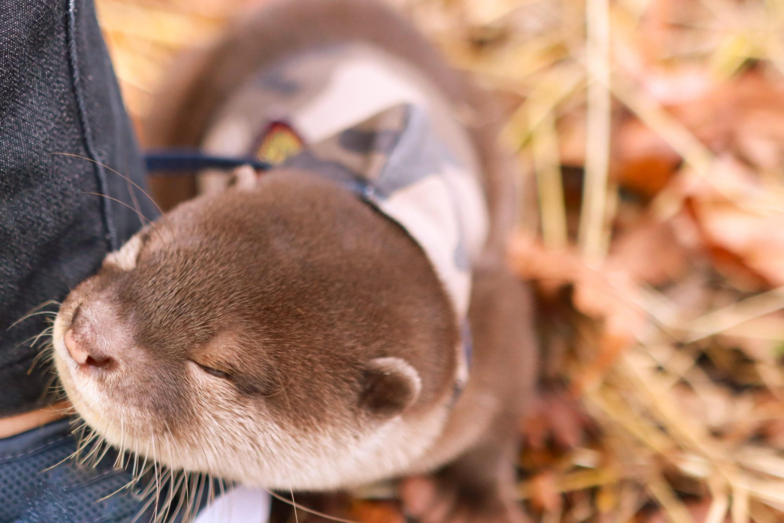 Baby Otter for Pet