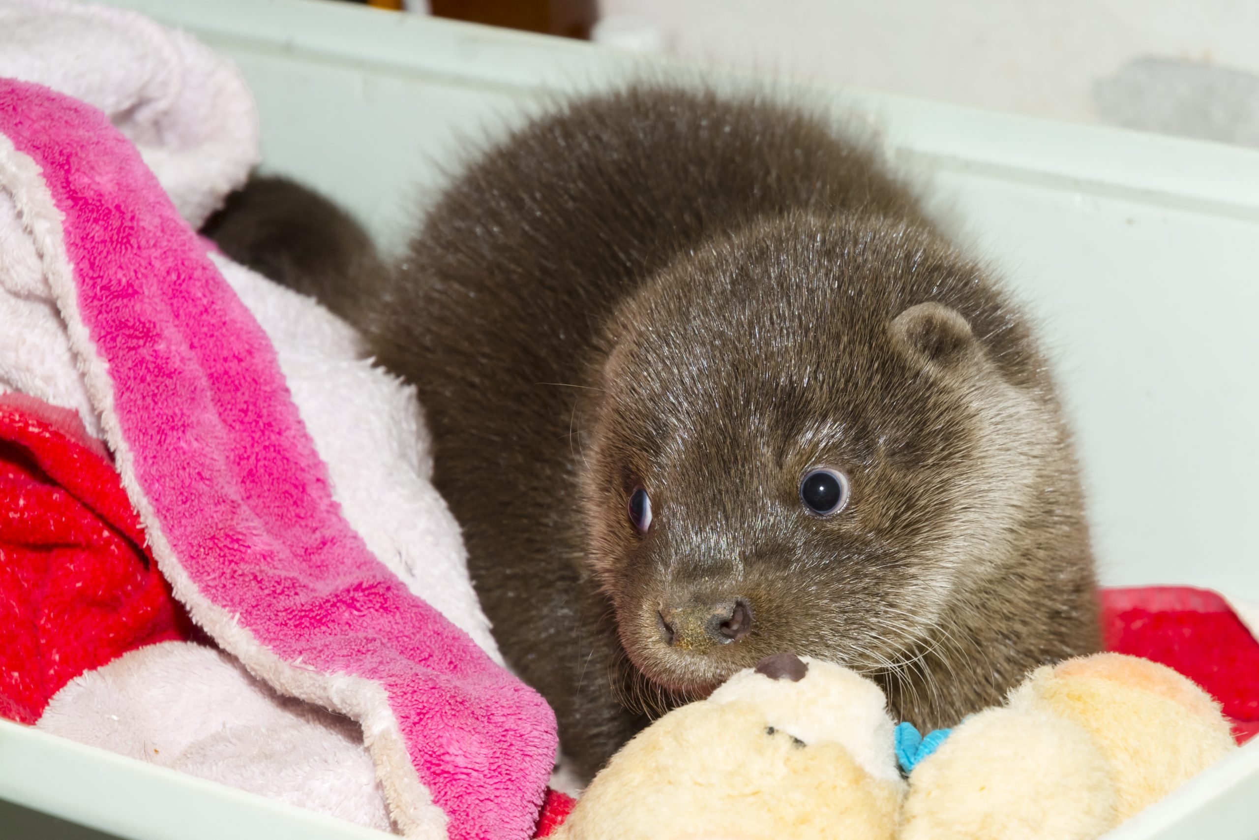 Orphaned and hand reared otter baby in a zoo