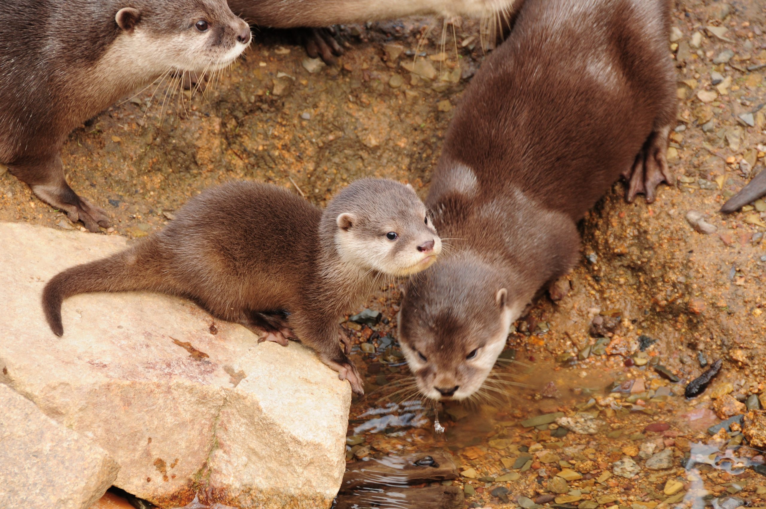 Otter cub.