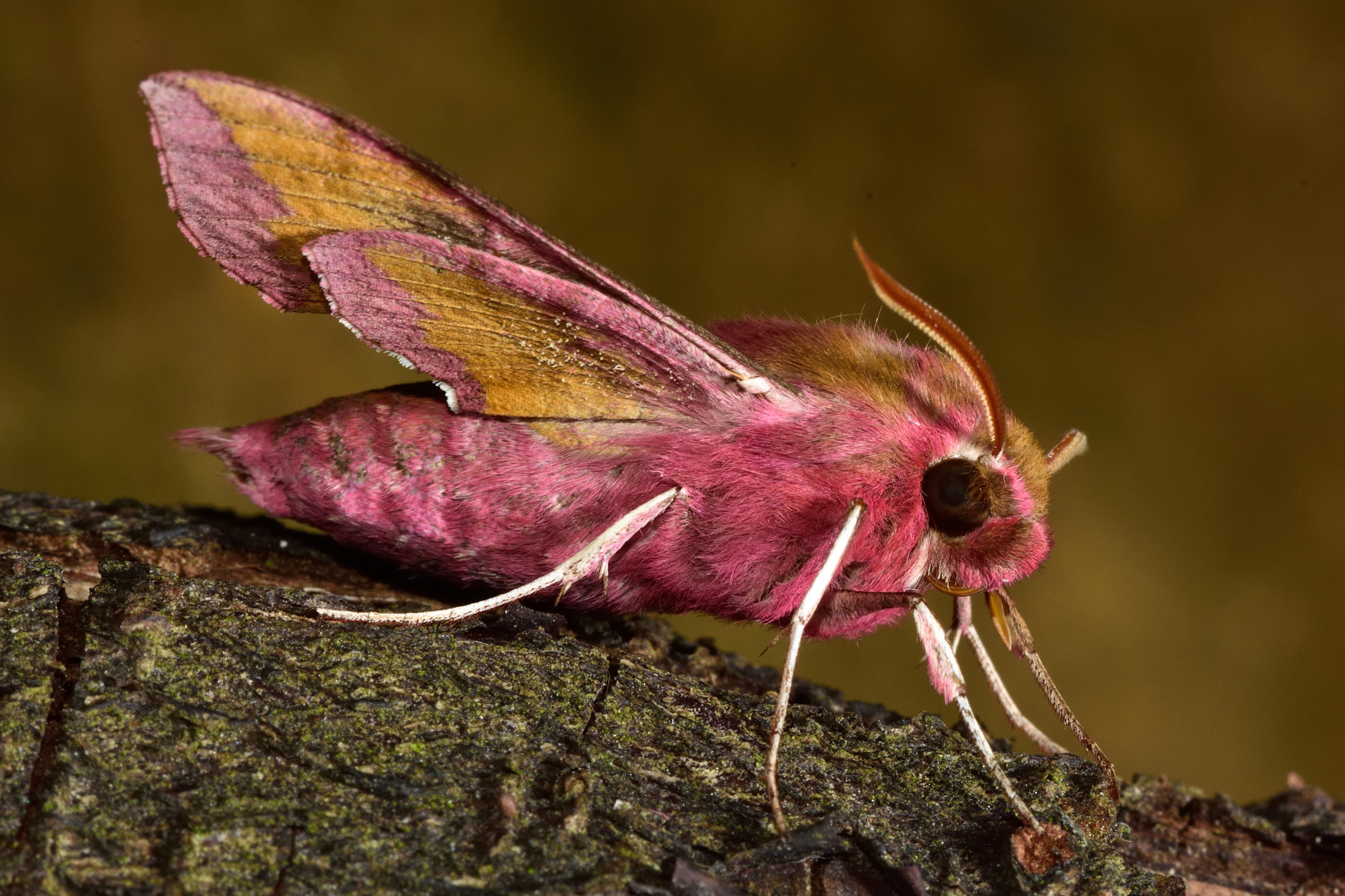 Small elephant hawk-moth (Deilephila porcellus) in profile