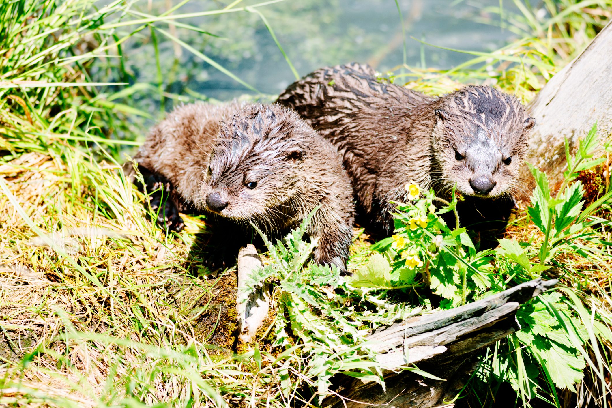 Otter pups, Yellowstone