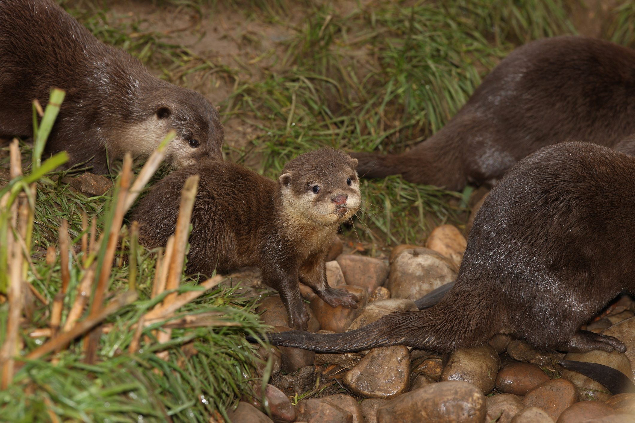 Oriental Short Clawed Otters