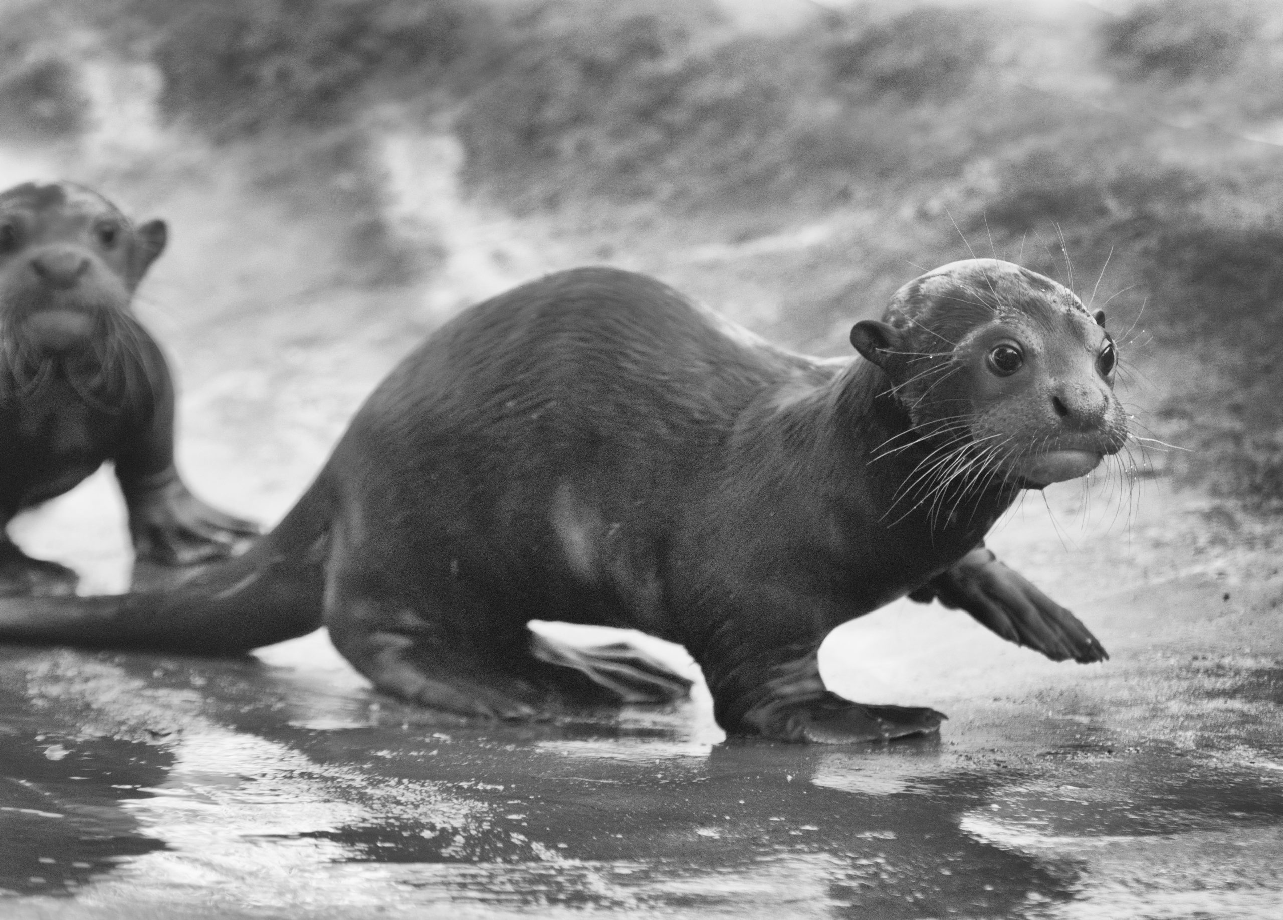 River Otter Pups