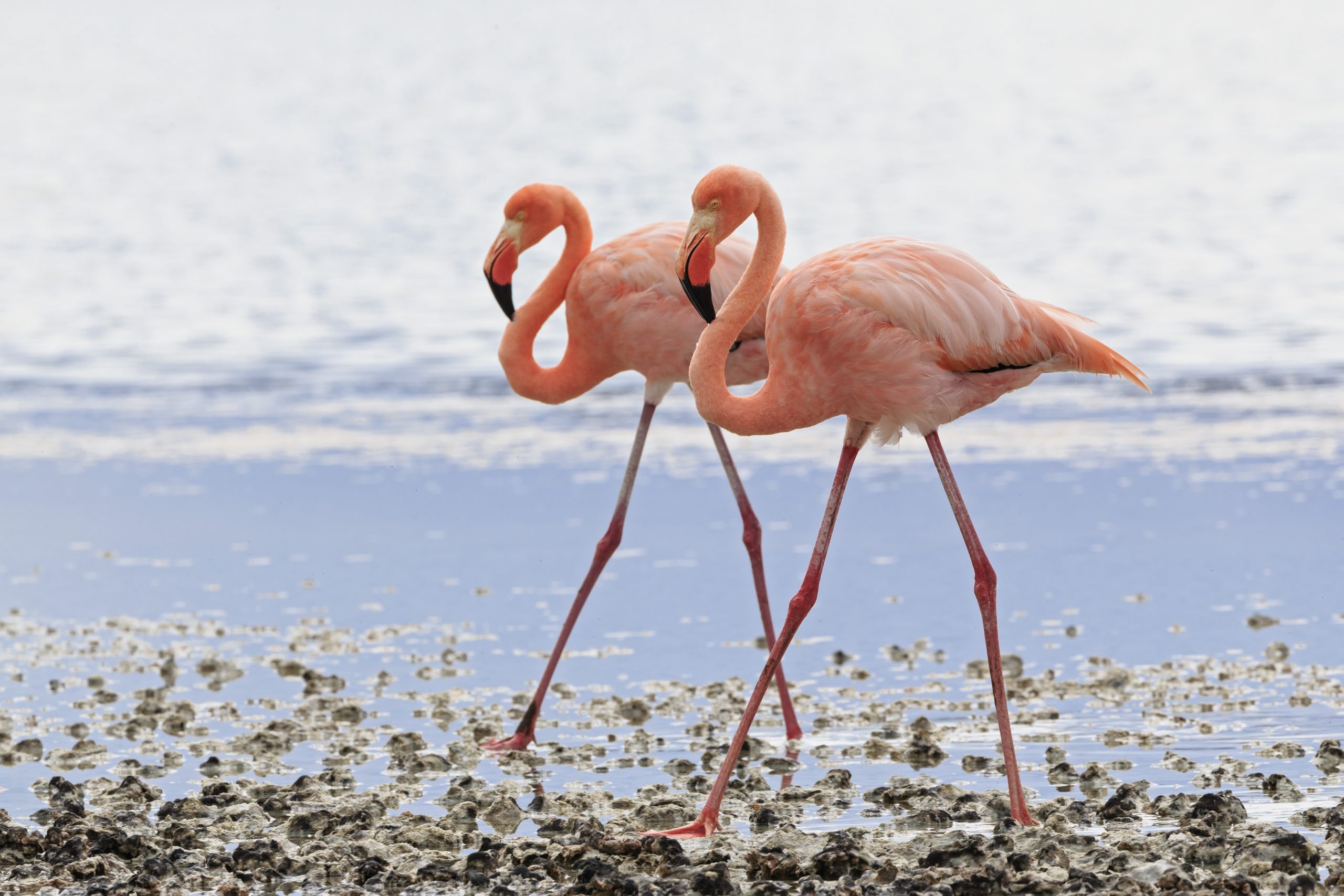 Ecuador, Galapagos Islands, Floreana, Punta Cormorant, two pink flamingos walking side by side in a lagoon