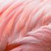 16 Stunning Photos of Naturally Pink Animals