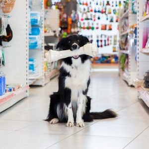 Cute Border Collie with big pet bone in pet store