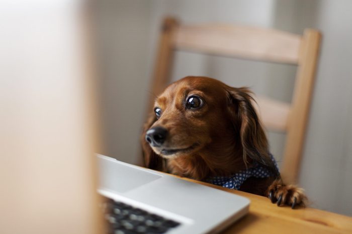 Long-haired dachshund looking at laptop