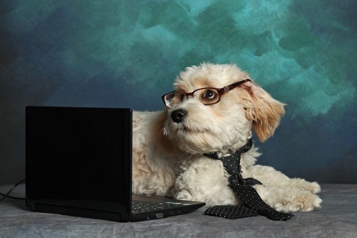 Dog Wearing Eyeglasses And Tie Sitting With Laptop Against Wall