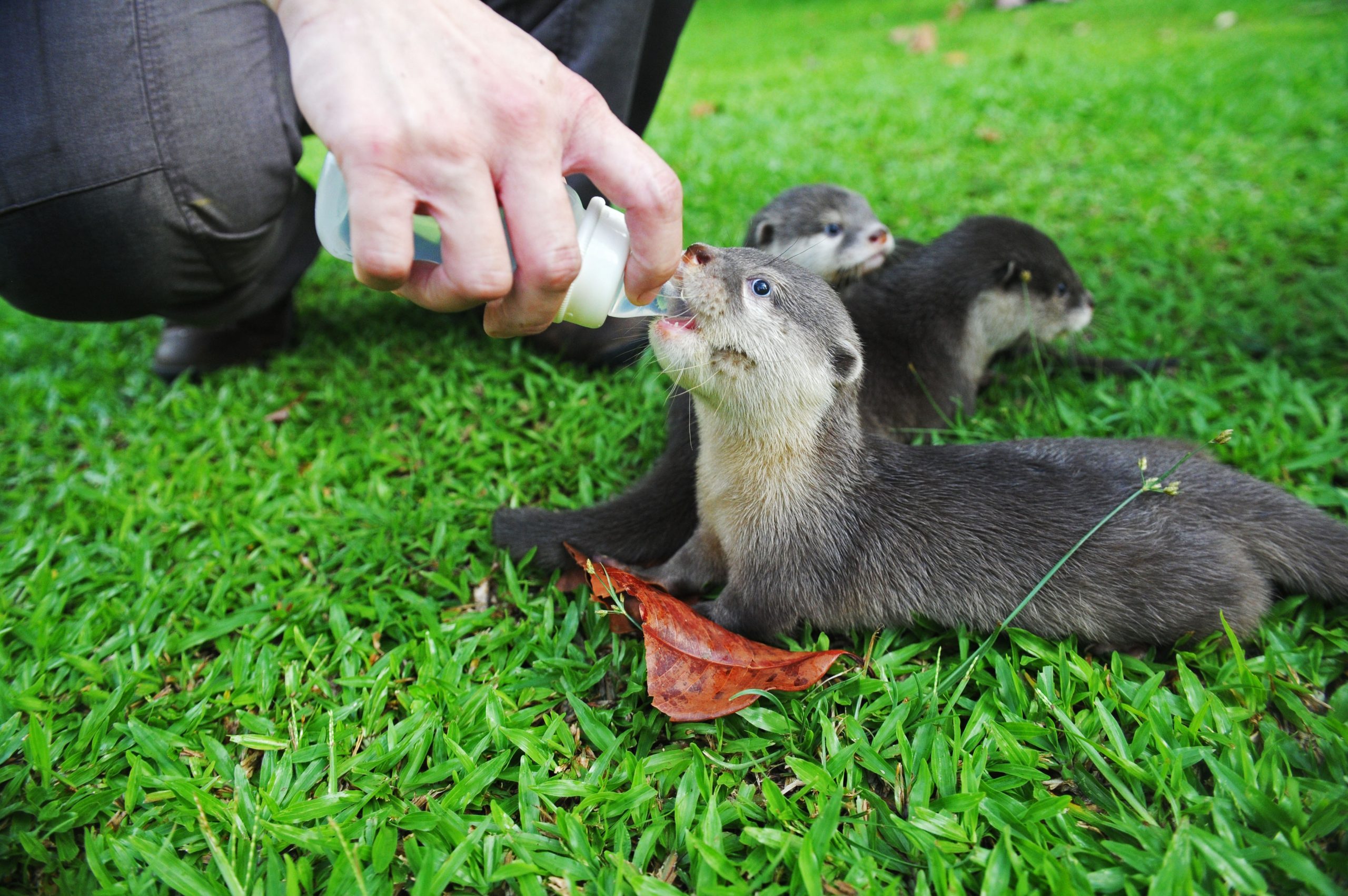 SINGAPORE-ZOO-ASIAN SMALL-CLAWED OTTERS-BABIES