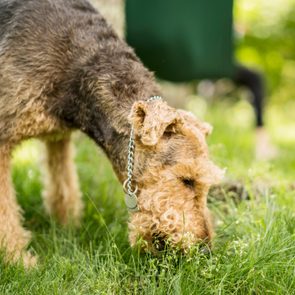 dog eating grass in a grassy yard