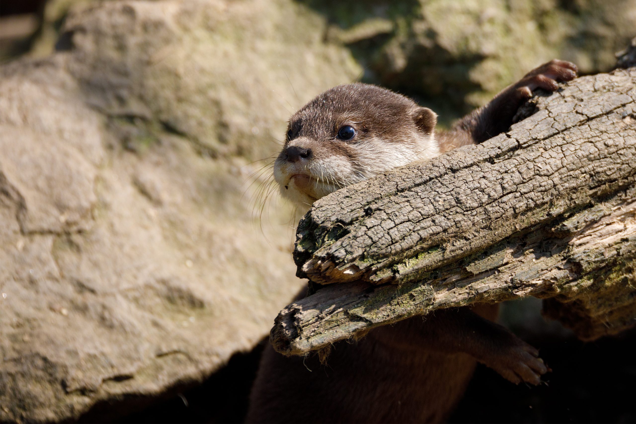 European otter family (Lutra lutra)