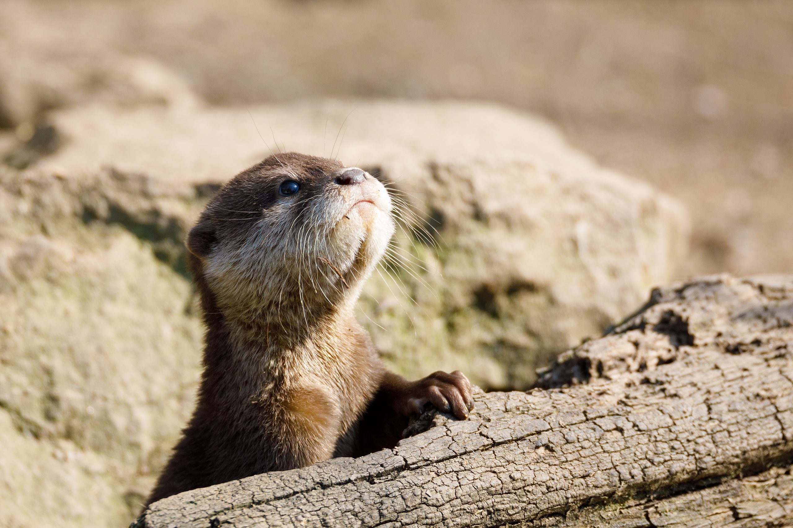 European otter family (Lutra lutra)