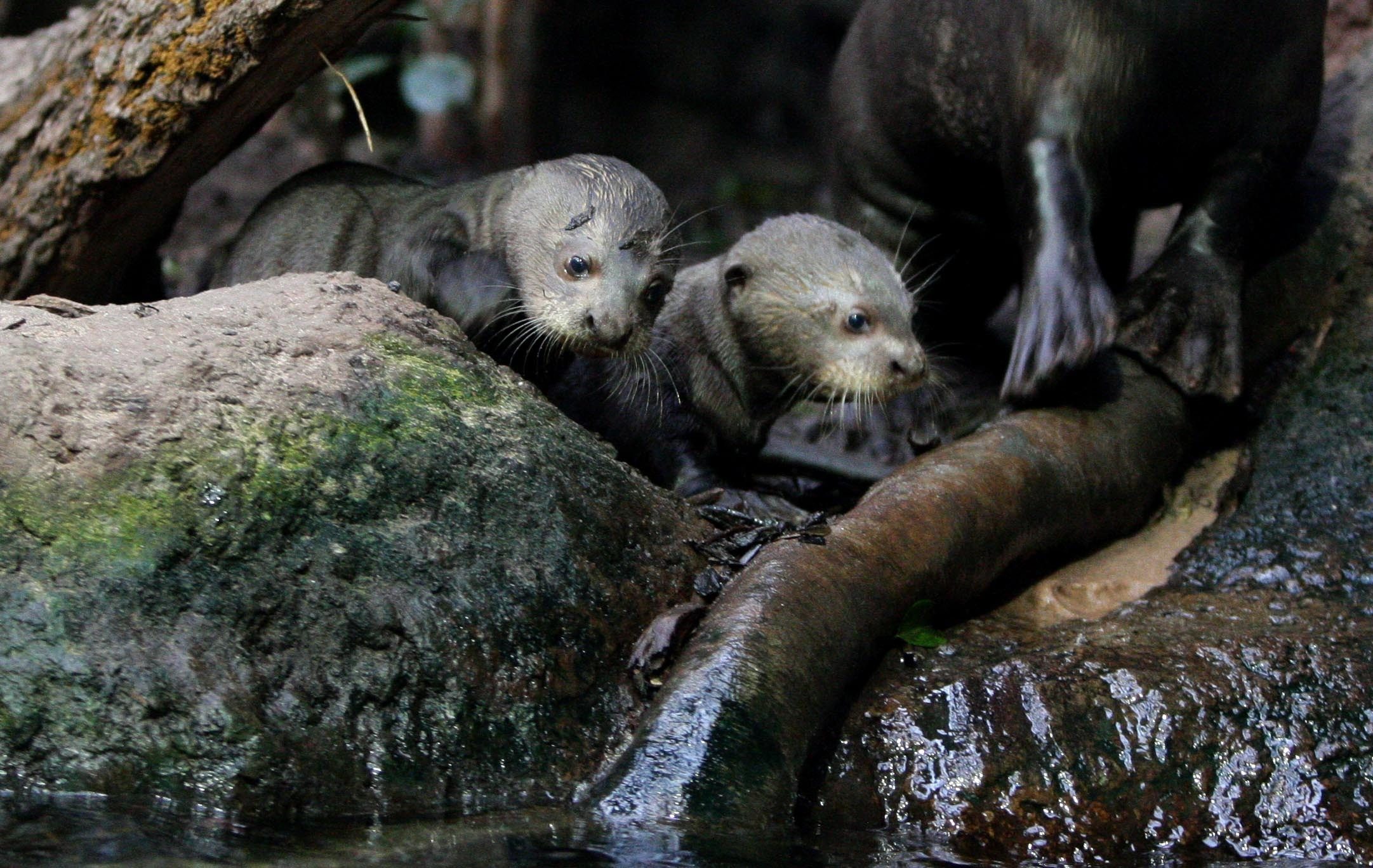 Baby Giant Otter Pups at Chester Zoo