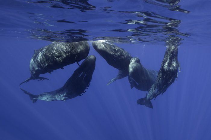 Pod of sperm whale calves and juveniles in a social group, north western Mauritius, Indian Ocean.